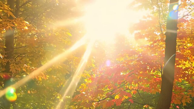 Serene Soft-Focus Vibrant 4K Video Background with Radiant Sun Glimmers and Shimmering Autumn Foliage