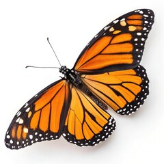 A Vibrant Monarch Butterfly, Wings Spread Wide In A Breathtaking Display Of Natures Artistry Against A Pure White Backdrop on White Background