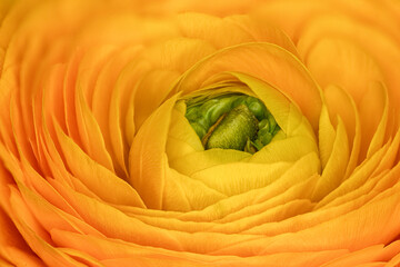 Yellow Ranunculus