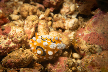 An orange nudibranch with white dots, Phyllidia ocellata, at a scuba dive in Puerto Galera, Philippines. This is the center of the coral triangle