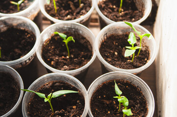 Small bell pepper seedlings on windowsill. Growing vegetables at home. Spring gardening concept