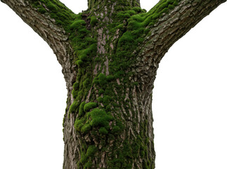 Naklejka premium Lush Green Moss Covering a Tree Trunk in Nature Close up View
