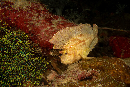 Awesome Leaf scorpionfish, Taenianotus triacanthus, or paperfish, shot at a Puerto Galera coral reef in the Philippines