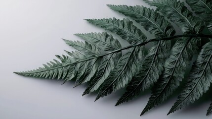 Obraz premium Lush Green Fern Leaf Botanical Nature High Resolution Plant Photography