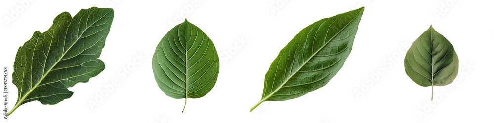 Poster A transparent background is used to isolate a green leaf in a Generative Ai image