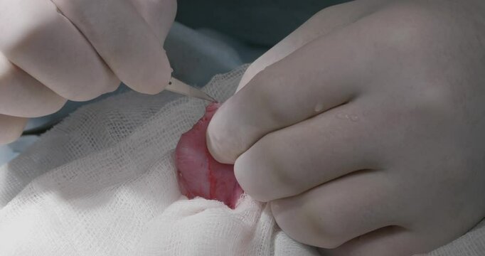 Close -up installation. A veterinary surgeon performs an operation on the bladder of a pet. A difficult operation on the open bladder of the pet in the veterinary operation.