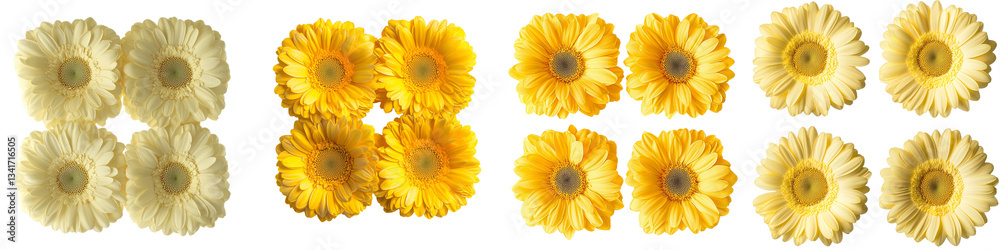 Leinwandbilder isolated daisy and gerbera flowers on a transparent background have been generated using advanced ai