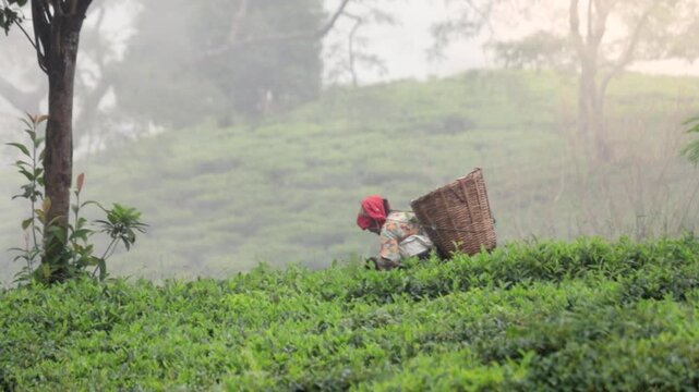 Tea garden worker woman picking or harvesting tea leaves by hand. The person wearing traditional attire and came basket on her back 