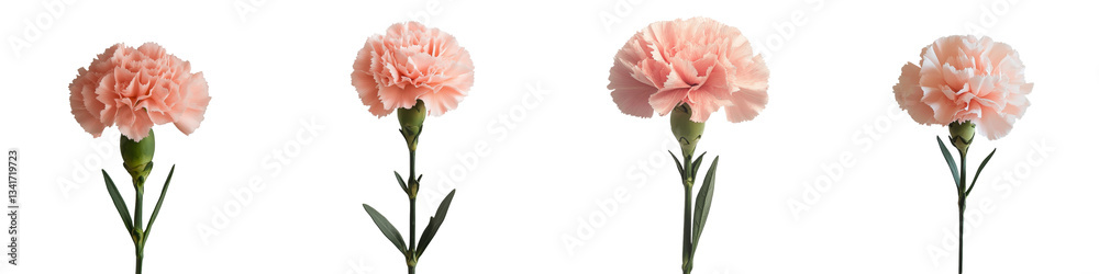 Leinwandbilder the image of a pink carnation flower on a transparent background was produced by generative ai