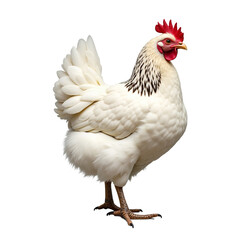 Fototapeta premium White broiler chicken isolated on white background, cut out. Speckled hen with red comb & wattle, realistic painting style. Ideal for food, farming, agriculture designs.