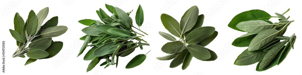 Poster a single sage leaf is prominently displayed on a white see-through background