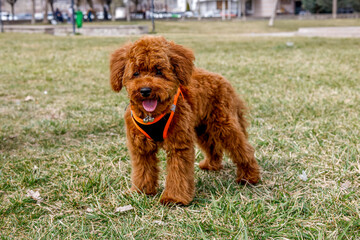 Fototapeta premium toy poodle puppy dog in the grass