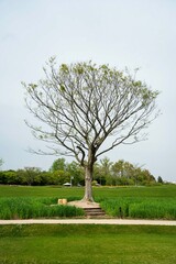 새싹 돋은 나무