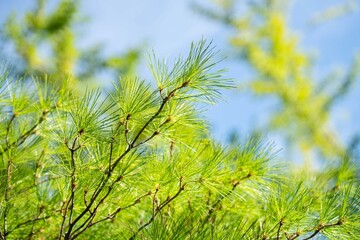 햇빛 비치는 소나무