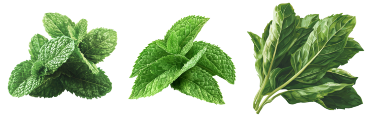 A realistic mint leaf, complete with detailed veins and a textured surface, isolated on a transparent background, symbolizes freshness and herbal essence, all thanks to the capabilities of Generative