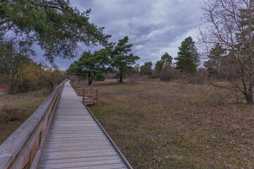Pasque flowers on spring field. Photo Pulsatilla grandis with nice bokeh