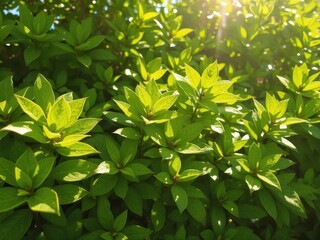 Obraz premium Vibrant green leaves, sunlight dappled, fresh spring growth, sunlight dappled, vibrant green, spring