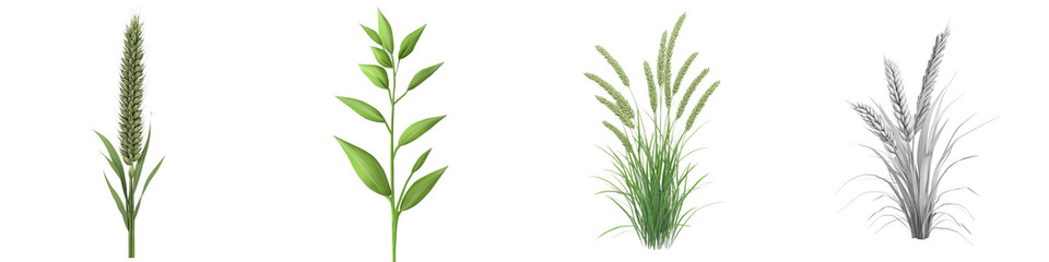 Fototapeta premium A collection of various types of plant illustrations, showcasing different stages and forms of grass and foliage.