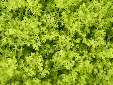 moss