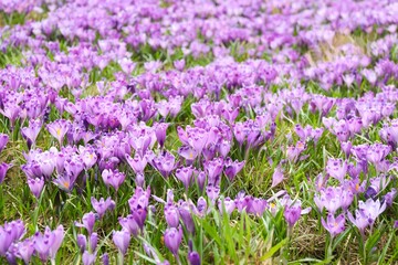 Fototapeta premium Spring field with crocus flowers