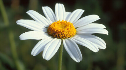 Fototapeta premium A single daisy in full bloom, its white petals radiating around a golden-yellow center against a dark green background.