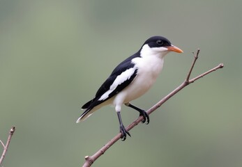 Obraz premium Black-and-White Bird on Branch