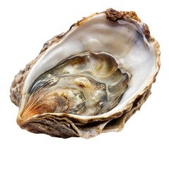 Oyster isolated on transparent background