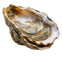 Oyster isolated on transparent background