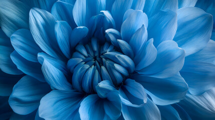 Fototapeta premium A mesmerizing deep blue flower with intricate overlapping petals, showcasing a rich and dramatic texture.