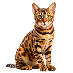 bengal cat isolated on white