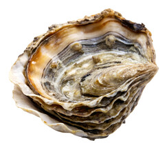 Oyster isolated on transparent background