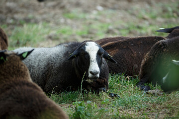 Fototapeta premium Sheep resting in a grassy field during a calm afternoon, surrounded by companions in a picturesque rural landscape