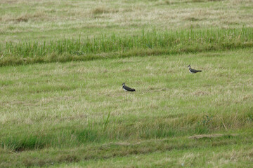 Two shorebirds foraging on a grassy wetland during a cloudy day in late spring