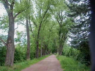 Trees Stems and Rocks