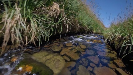 Naklejka premium Crystal clear water flows gently over rocks in a narrow stream, creating small ripples and reflecting the blue sky above, bordered by lush green grass and reeds swaying gently in the breeze