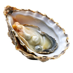 Open oyster isolated on transparent background
