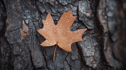 Autumnal Serenity: A Dew-Kissed Leaf on Weathered Bark in Detailed Close-Up