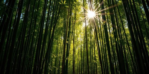 Fototapeta premium Sunlight dappled through dense bamboo stalks, creating shadows on the forest floor, tropical, jungle
