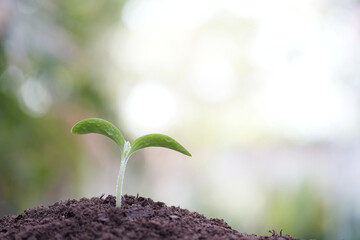 Macro closeup of Small vegetable sprout growing