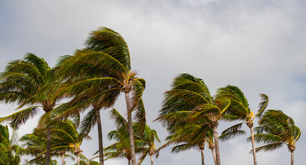 Palm tree on windy weather. Hurricane in Miami south beach, Florida. Palm tree in hurricane weather. Tropical beach in Miami. Tropical windy weather with palm tree. Strong wind. Exotic nature © be free