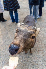 Fototapeta premium feeding the wild deer in Nara, Japan 