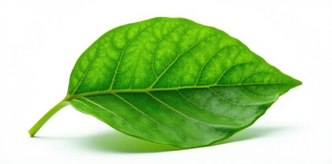 Obraz premium Single leaf with veins isolated on white background, nature, botanical, organic