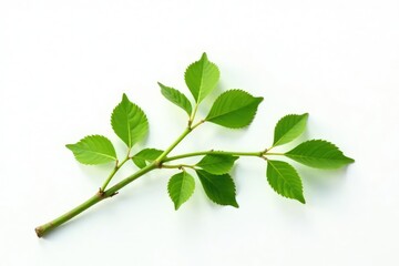 Single long branch with leaves isolated on white surface, branch, natural