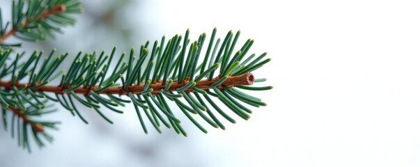 Obraz premium Single pine branch isolated on white background, tree trunk, winter