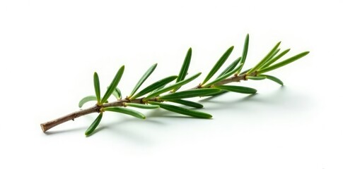 Fototapeta premium Single rosemary branch isolated on white background, flower, garden, foliage