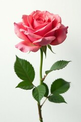 Single rose on white background with delicate petals, isolated, bloom, green