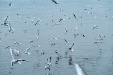 Lots of seagulls on the lake