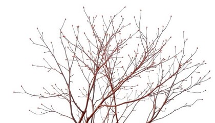 Fototapeta premium Delicate, bare branches isolated against a pure white backdrop, clean, black and white