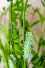 Fototapeta premium A vibrant green caterpillar with yellow spots crawls on a green stem. Its segmented body and white setae highlight the intricate beauty of nature and the delicate balance of ecosystems.