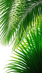 Fototapeta premium Crisp, vibrant green palm leaves isolated on pure white background, studio shot, botany, illustration